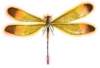 bbl010002_small.jpg