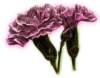 bbl010067_small.jpg