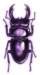 bbl010078_small.jpg