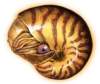 bbl010086_small.jpg
