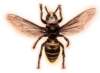 bbl010088_small.jpg