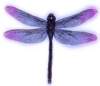 bbl010090_small.jpg