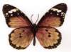 bbl010093_small.jpg
