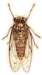 bbl010098_small.jpg