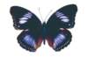 img0001_small.jpg