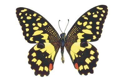 img0025.jpg