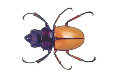 img0061.jpg