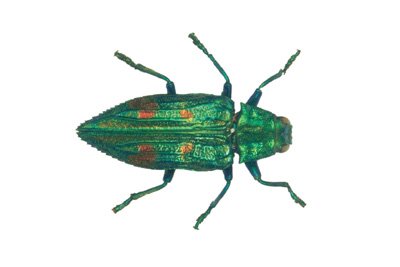 img0074.jpg