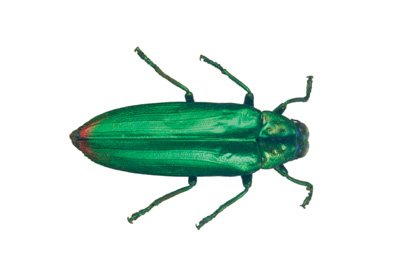 img0084.jpg