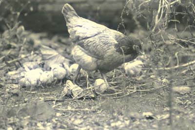 img0097.jpg