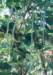 fa01006_small.jpg