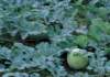 fa01014_small.jpg