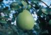 fa01025_small.jpg