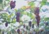 fa01030_small.jpg