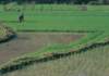 fa01041_small.jpg