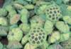 fa01060_small.jpg