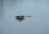 fa01070_small.jpg