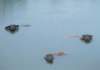 fa01071_small.jpg