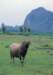 fa01072_small.jpg