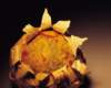 or01060_small.jpg