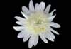 cl02007_small.jpg