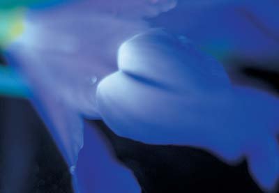 cl02010.jpg