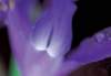 cl02020_small.jpg