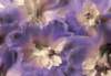 cl02023_small.jpg
