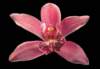 cl02034_small.jpg