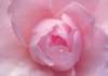 cl02039_small.jpg