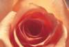 cl02042_small.jpg