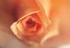 cl02043_small.jpg