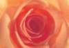 cl02044_small.jpg
