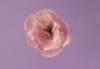 cl02046_small.jpg