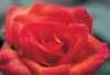 cl02056_small.jpg
