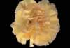 cl02059_small.jpg