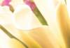cl02060_small.jpg