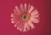 cl02064_small.jpg