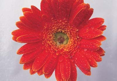 cl02075.jpg