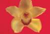 cl02079_small.jpg