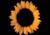 cl02085_small.jpg