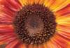 cl02086_small.jpg