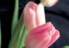 cl02088_small.jpg