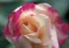 cl02099_small.jpg
