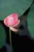 photo18_small.jpg