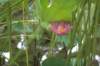 photo35_small.jpg