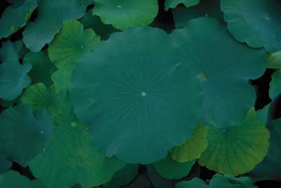 photo48.jpg