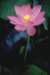 photo99_small.jpg