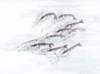 a033007_small.jpg