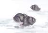 a033018_small.jpg